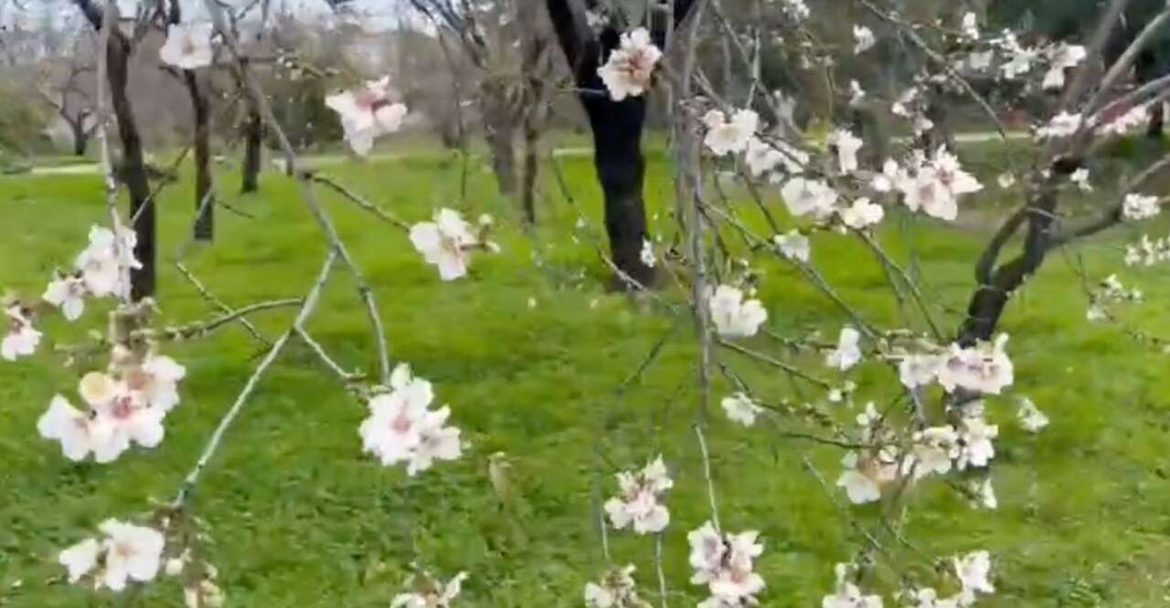 Datça’da Badem Çiçeği Festivali Coşkusu Başladı 15